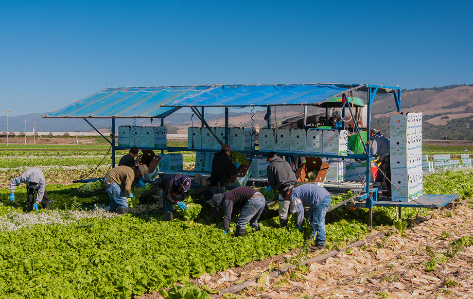 Crédito: US Dep. Agricultura lechuga cosecha