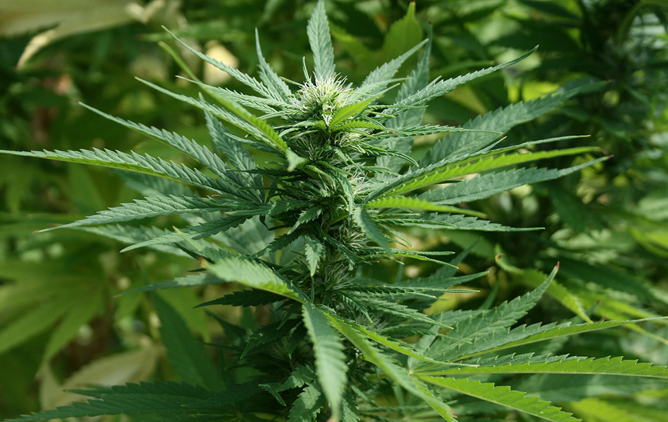 cannabis marijuana
