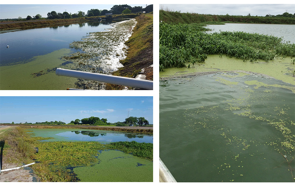 Lake water treatment nanobubbles before remediation