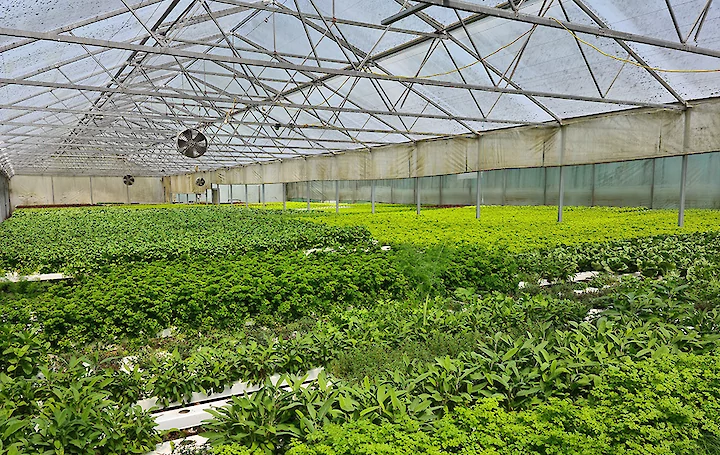 Herb and lettuce greenhouse in Christchurch New Zealand.