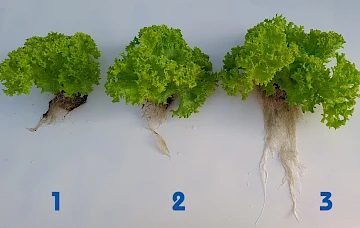 Fig2. 1 = Control 2, 2 = Control 1, 3 = nanobubbles treated group
