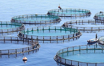 Producción de salmón