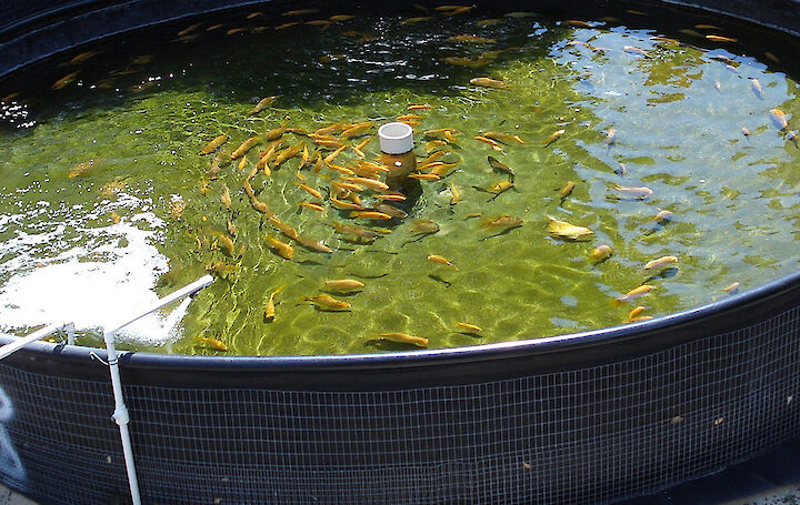 tanque de pescado ras