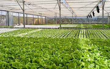 خس ماريس جاردن ماريس هاواي