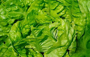 lettuce