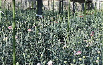 Les fleurs d'oeillets fleurissent avec des nanobulles