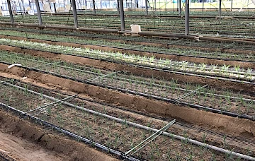 Plants d'œillets nouvellement plantés pour le sentier des nanobulles