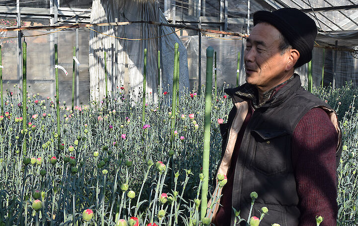 Cultivador del clavel que discute la prueba de la flor.