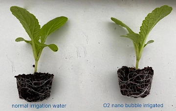 culture avec nanobulles laitue frisée 4 semaines