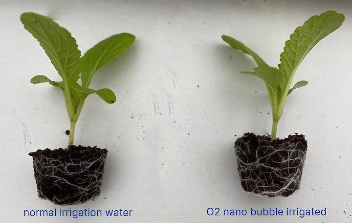 growing with nanobubbles black leaf lettuce 4 weeks