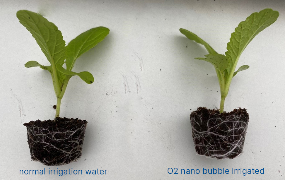 groei zwarte bladsla met nanobubbels 4 weken