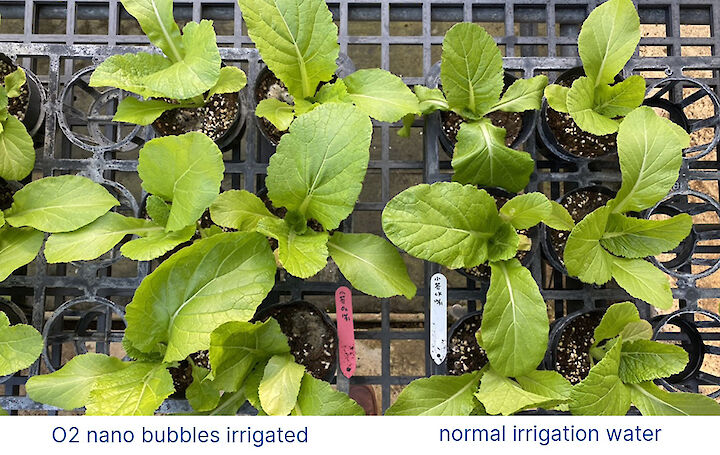 creciendo lechuga de hoja negra con nanoburbujas 6 semanas