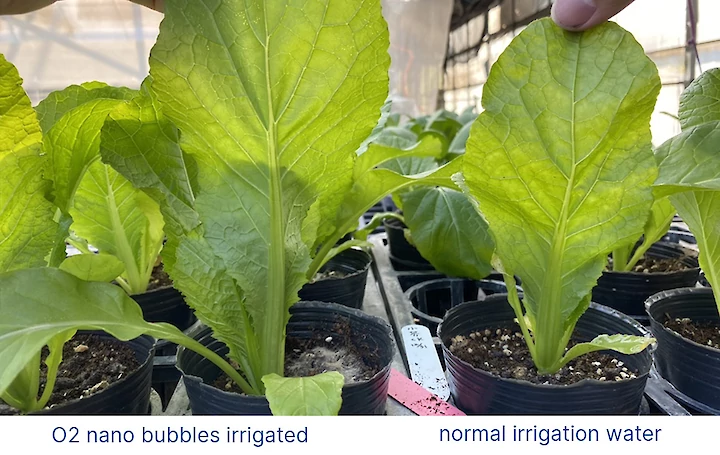 growing with nanobubbles black leaf lettuce 6 weeks close-up
