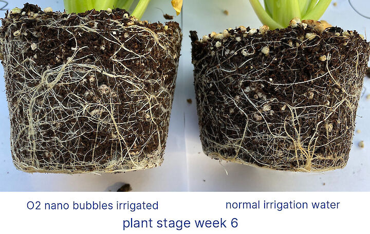 desarrollo de pelo de raíz de plantas jóvenes con nanoburbujas