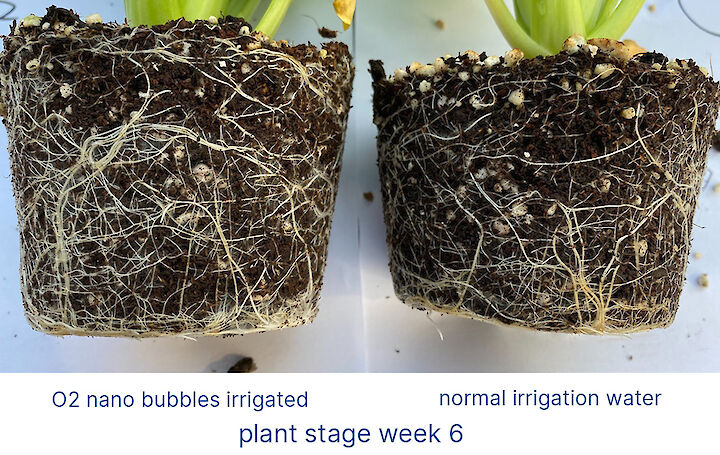 kweekgoed haarwortel ontwikkeling met nanobubbels