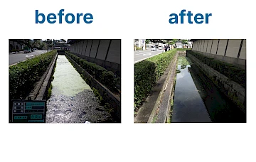 藻の繁茂した堀の清掃前と清掃後