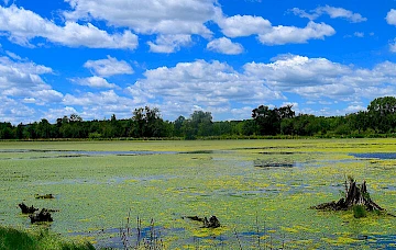 تكاثر الطحالب