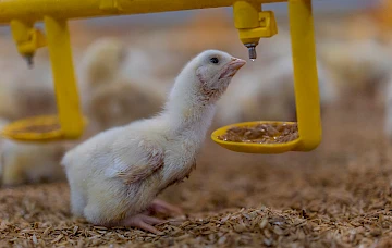 Poulet buvant de l'eau nanobullée