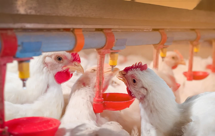 دجاج يشرب مياه فقاعات النانو المؤكسجة