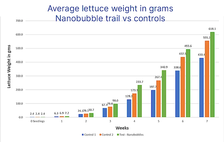 Graph average lettuce weight in grams nanobubble trail vs controls