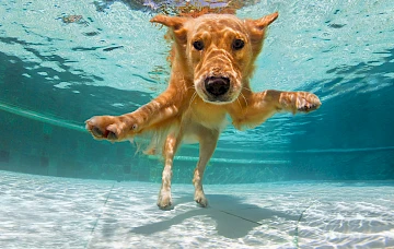 Le chien profite de la piscine à nanobulles